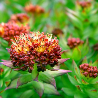 Rhodiola πολυετές για μια θερινή κατοικία