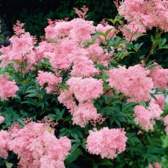 Ροζ λιβάδι για πολλά χρόνια για να δώσει