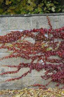 Σταφύλια πολυετούς κοριτσιού για καλοκαιρινό εξοχικό