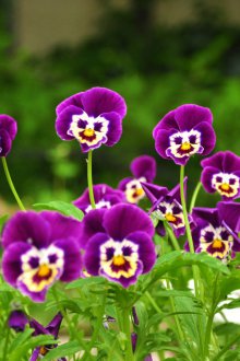 Viola πολυετή για μια θερινή κατοικία