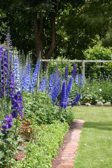 Υπαίθρια δελφίνιο πολυετές για το δόσιμο