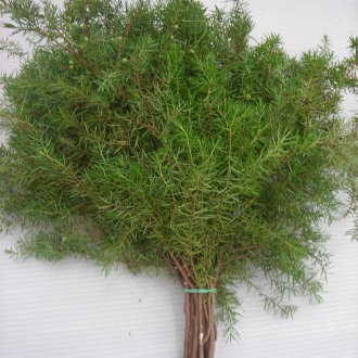 Juniper για μπάνιο