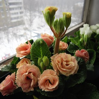 Primula akaulis