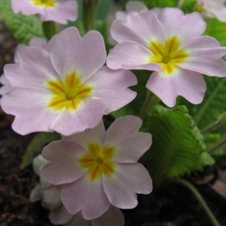 Primrose wit