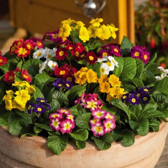 Primrose σε ένα cache-pot