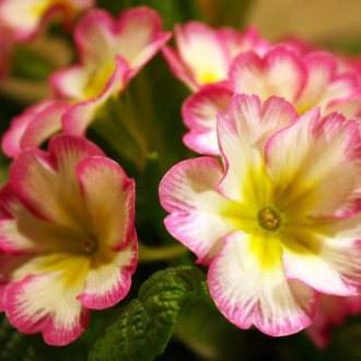 Δωμάτιο Primrose