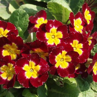 Primrose κόκκινο