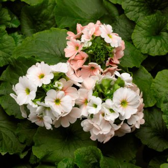 Πρώτη αντίστροφη κωνική