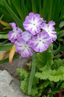 Primula polyanthus