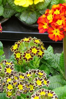 Φύτευση ιριδίζουσα