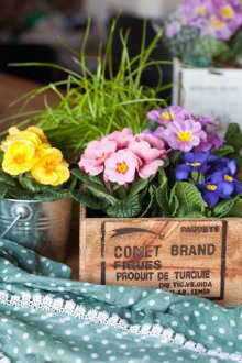 Primrose στο εσωτερικό του Provence