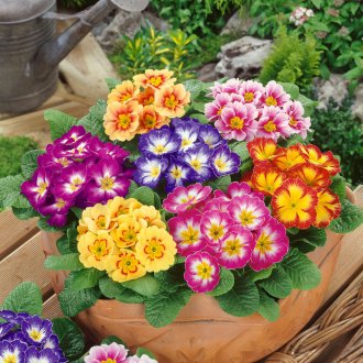 Primrose στον κήπο