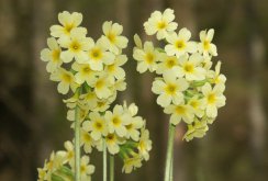 Primrose korkea