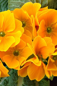 Primrose κίτρινο