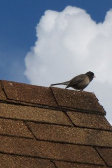 Ευέλικτο πλακίδιο