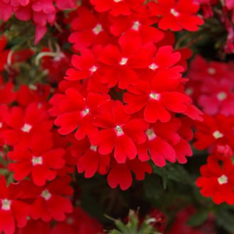 Veludo verbena