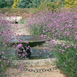 Verbena στο σχέδιο τοπίου