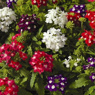 Verbena υβρίδιο