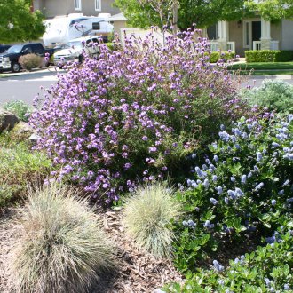 Verbena Καλιφόρνια
