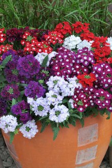 Verbena σε γλάστρες