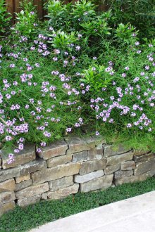 Verbena στο παρτέρι