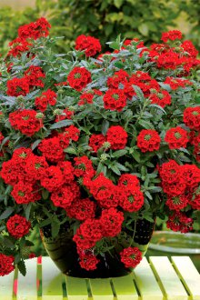 Verbena κόκκινο