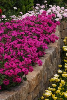 Verbena σε διακόσμηση κήπου