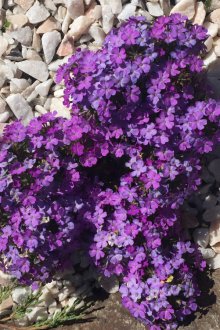 Verbena στα βράχια