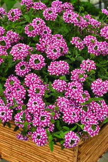 Verbena στον κήπο