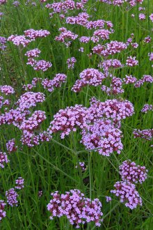 Ταξιανθίες Verbena