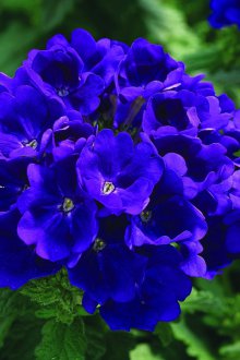 Verbena Tuscani Blue