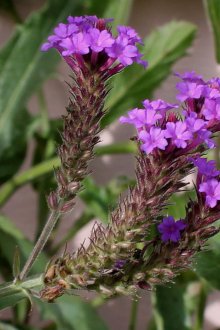 Το Verbena είναι σκληρό
