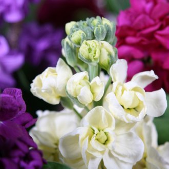Matthiola branco
