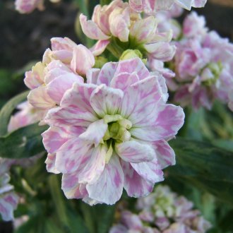 Matthiola rosa i blanca