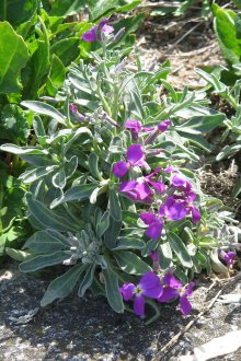 Mattiola στη χώρα