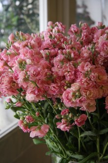 Mattiola στο ντεκόρ