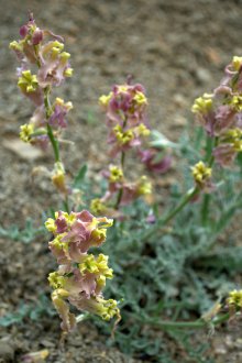 Mattiola αρωματικά