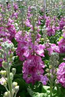 Ματζόλα επάνω σάλτσα