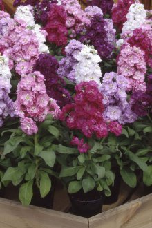 Ματθαίο προσγείωσης