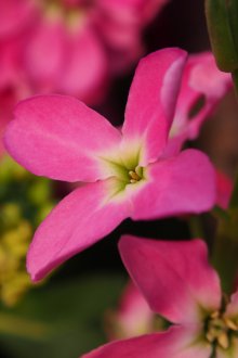 Ροζ ματθιολα