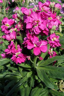 Mattiola στον κήπο