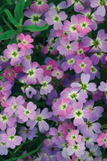 Mattiola Spring Sparkle