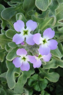 Mattiola Tricuspidate