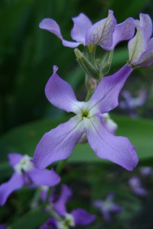 Mattiola Φροντίδα