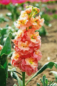 Καλλιέργεια matthiola