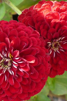 Velvet Zinnia