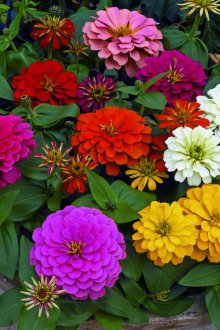 Κανέλα στη χώρα