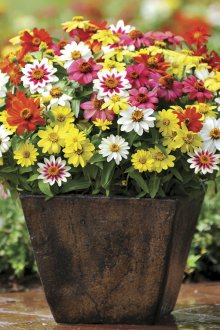 Υβριδική κυνία