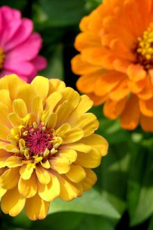 Zinya χαριτωμένη