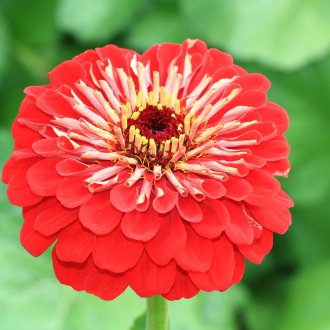 Κόκκινο ζίννι